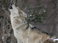 270 волков попали под регулирование в Коми в 2021 году